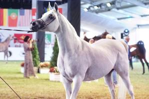 Sukces Pride of Poland. Klacz Perfinka została wylicytowana za 1 mln 250 tys. euro.